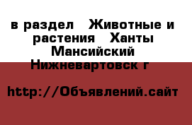  в раздел : Животные и растения . Ханты-Мансийский,Нижневартовск г.